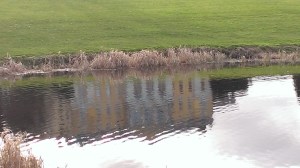 reflection of Dashwood House