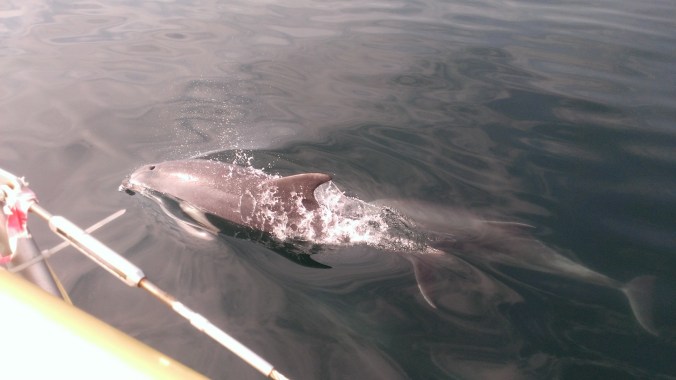 Dolphins at the bow