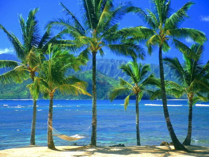 coconut trees