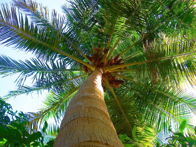 Coconut_Tree_in_Tamilnadu