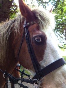 close up of Blues Wall eye