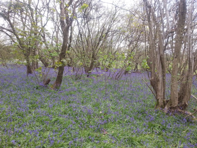 22 April - Bluebell carpet distance