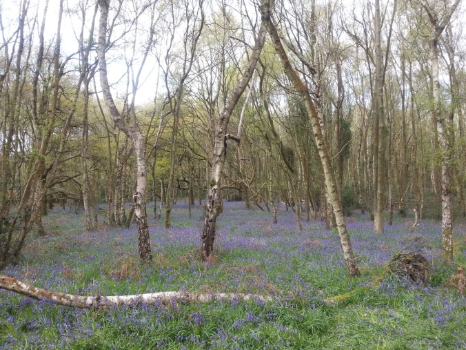 22 April - Bluebell carpet4