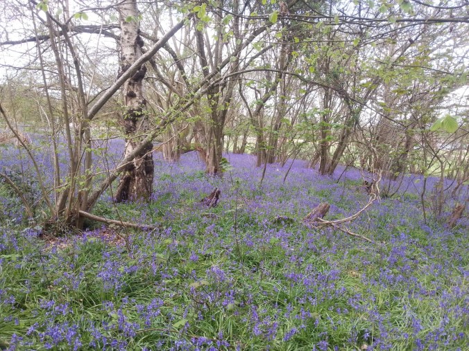 22 April - Bluebell carpet5