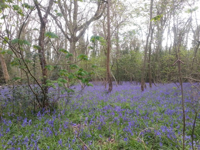 22 April - Bluebell carpet6
