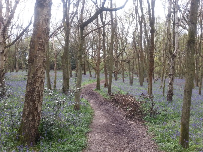 22 April - Bluebell path