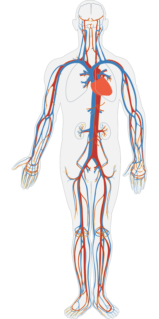 Circulatory System