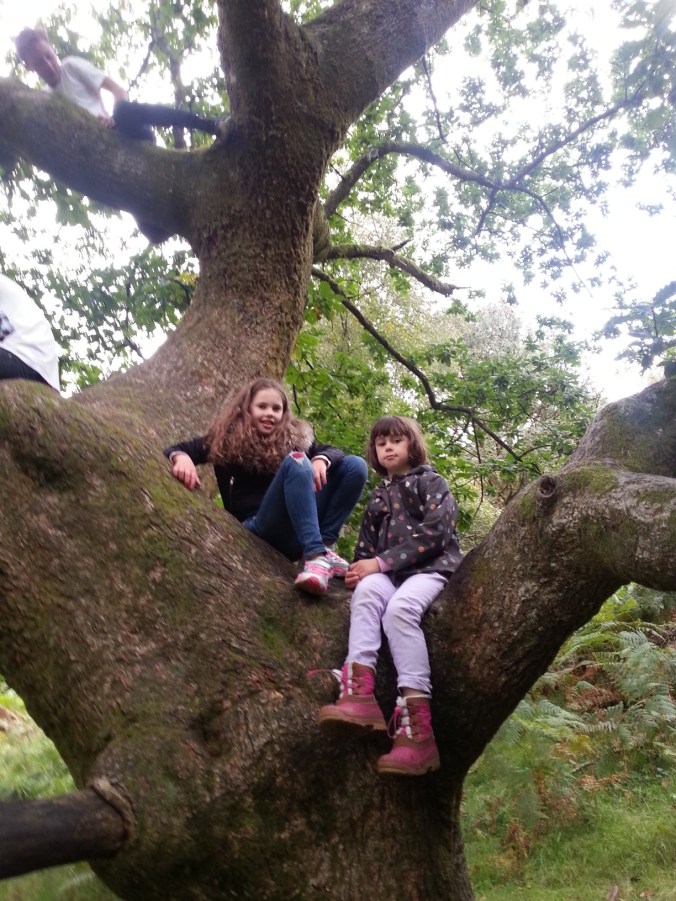 Climbing tree at Tarn Hows
