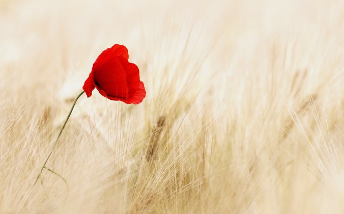 poppy-in-wheat-field
