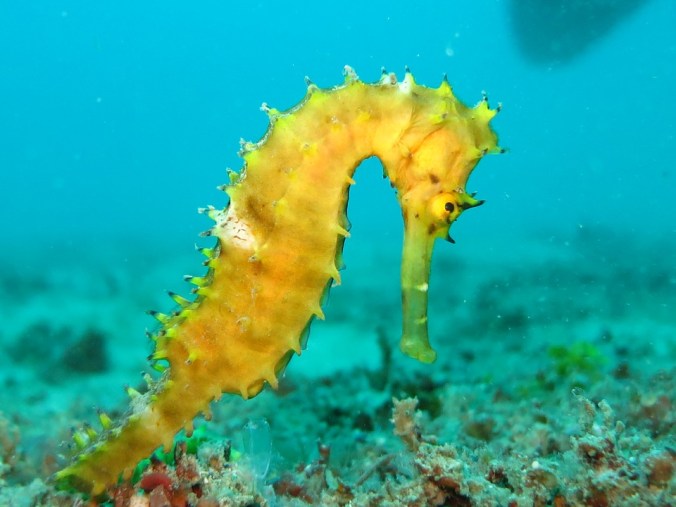 wandering-mind-seahorse