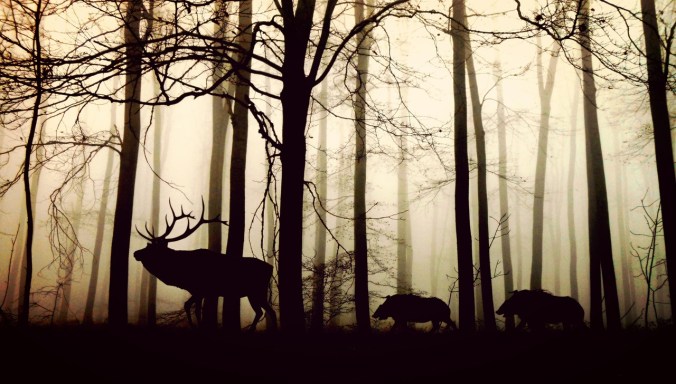 forest-stag-and-boars