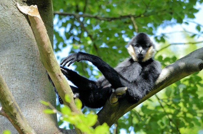 gibbon
