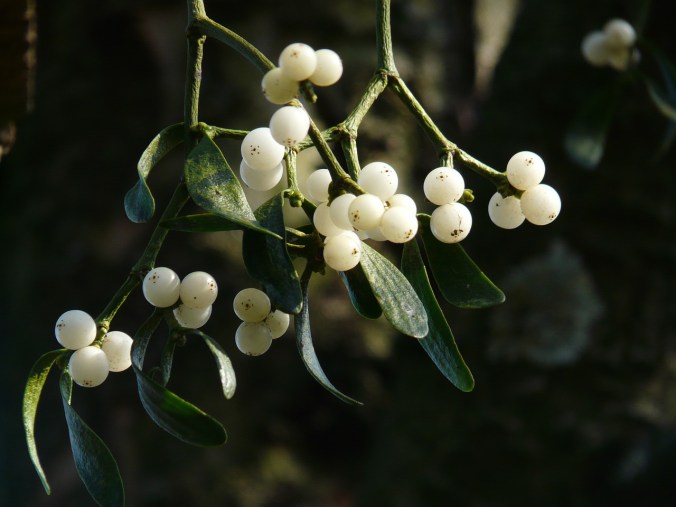 mistletoe-berries